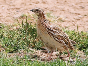 common quail